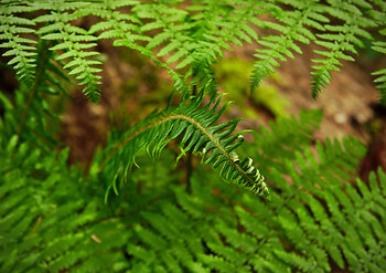 Bracken and Sword Fern ~ Fern picture from Vancouver Canada.