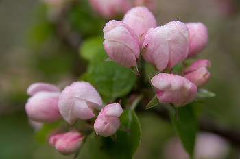 About to bloom ~ Flower picture from Cortes Island Canada.