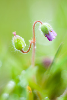 May Flowers ~ Flower picture from Cortes Island Canada.
