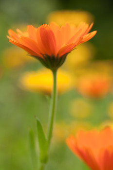 Calendula ~ Flower picture from Cortes Island Canada.