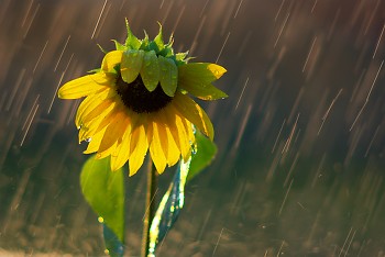 Sunflower in the Rain ~ Flower picture from Cortes Island Canada.