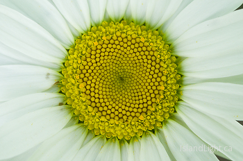 Daisy Face ~ Flower picture from Slocan Valley Canada.
