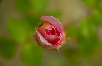 Looking Into a Rose ~ Flower picture from Cortes Island Canada.