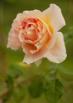 Rose ~ Flower picture from Cortes Island Canada.