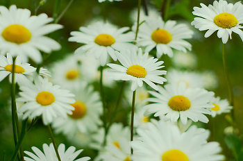 Field of Daisies ~ Flower picture from Cortes Island Canada.