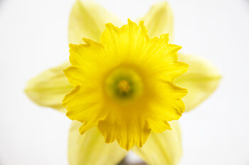 Hello Again Daffodil ~ Flower picture from Cortes Island Canada.