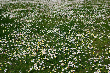 Field of FIeld Daisies II ~ Flower picture from Cortes Island Canada.