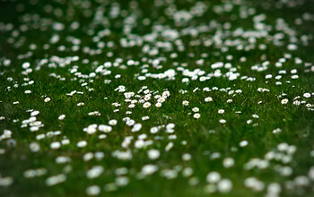A Field of Field Daisies ~ Flower picture from Cortes Island Canada.