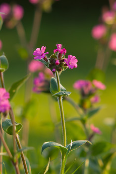  Flower picture from Aillevillers France.