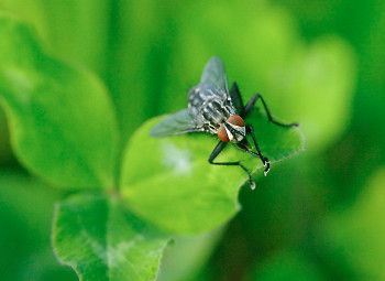 Fly Hi ~ Fly picture from Aillevillers France.