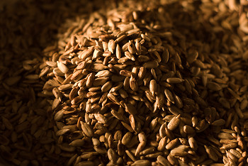 Tosted Sunflower Seeds ~ Food picture from Cortes Island Canada.