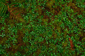 Forest Carpet ~ Forest Floor picture from Cortes Island Canada.