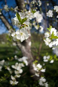 Cherry Blossoms ~ flower picture from France France.