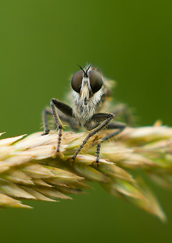  Fly picture from France France.