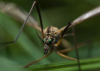 Crane fly ~ Insect picture from France France.