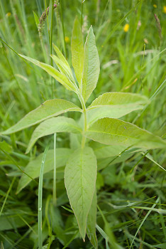  Plant picture from France France.