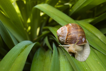 Inquiring Snail ~ Snail picture from France France.