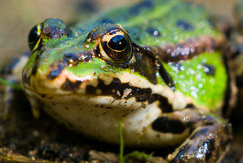  Frog picture from Aillevillers France.