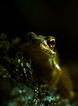Young Frog ~ Frog picture from Aillevillers France.
