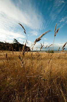 Gass Blowing in the Wind ~ Grass picture from Cortes Island Canada.