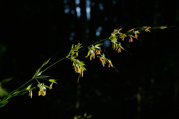 Grass Seeds ~ Grass picture from Aillevillers France.