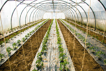 Tommatos ~ Green House picture from France France.
