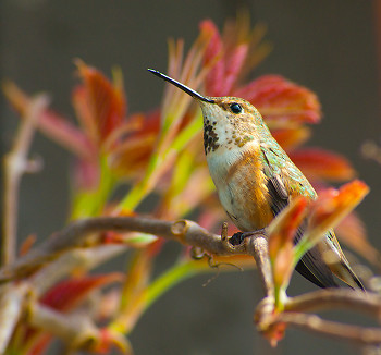 Rufous Hummingbird ~ Hummingbird picture from Cortes Island Canada.