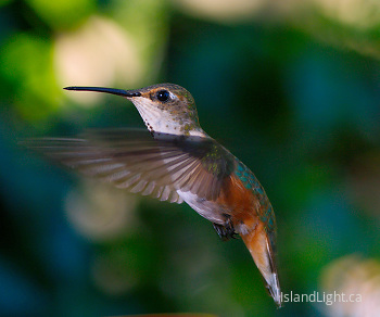 Rufus hummingbird - IV ~ Hummingbird picture from Cortes Island Canada.
