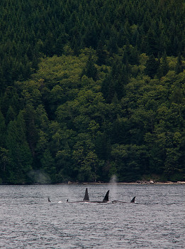 Orca Pod ~ Orca picture from Johnstone Strait Canada.
