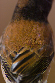 Oregon Junco ~ Junco picture from Cortes Island Canada.