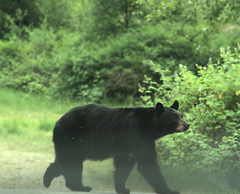 Black Bear Near Lund ~ Bear picture from Lund Canada.