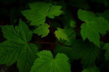 Young Maple Tree ~ Maple Tree picture from Slocan Valley Canada.
