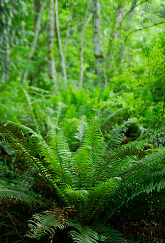 Spring Sword Ferns ~ Plant  picture from Marina Island Canada.