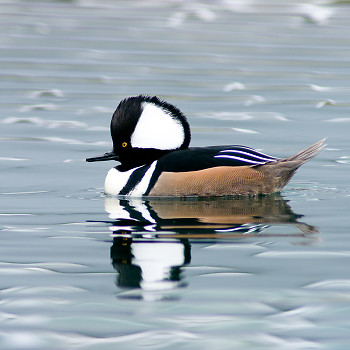 Hooded Merganser Portrait ~ Merganser picture from Vancouver Canada.