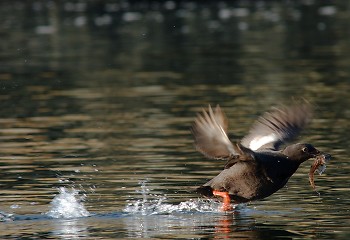 A Pigeon Guillemot Taking Off with a Fish ~ Guillemot picture from Mitlenatch Island Canada.
