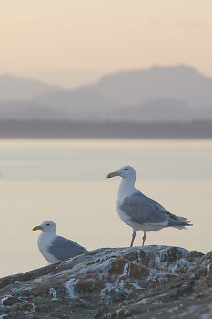 Glaucous Winged Gulls at Dusk ~ Gull picture from Mitlenatch Island Canada.