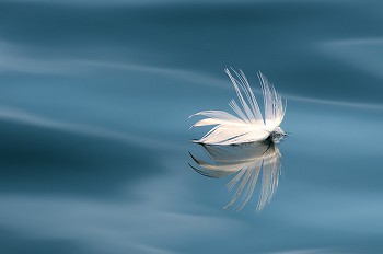 Floating Seagull Feather ~ Nature Still Life picture from Mitlenatch Island Canada.