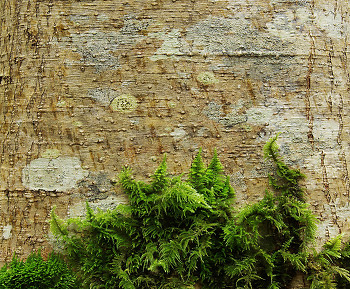 Moss on an Alder Tree ~ Moss picture from Cortes Island Canada.