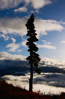 Way Up High on Mount Washington ~ Alpine picture from Mount Washington Canada.