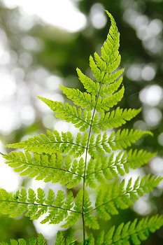 Wood Fern Leaf Pattern  ~ Fern picture from Pacific Spirit Park Canada.