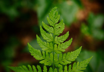 The Tip of a Spiny Wood Fern ~ Forest picture from Pacific Spirit Park Canada.