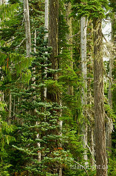 Alpine Forest ~ Forest picture from Paradise Meadows Canada.