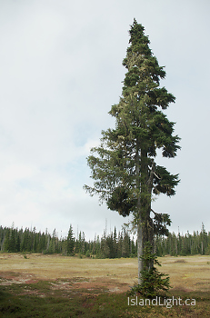 Standing Tall ~ Landscape  picture from Paradise Meadows Canada.