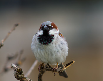 House Sparrow ~ Sparrow picture from Paris France.
