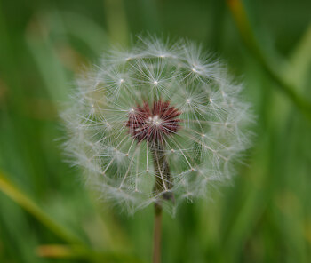 Waiting for Wind III ~ Plant  picture from Vancouver Canada.