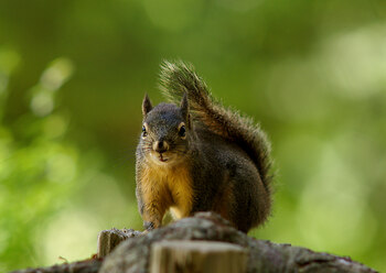 Another Squirrel Portrait ~ Squirrel picture from Powel River Canada.