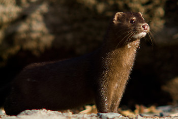Mink ~ Weasel picture from Quadra Island Canada.
