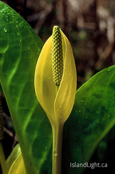 Skunk Cabbage ~ Wildflower picture from Quadra Island Canada.