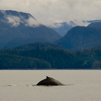 Humpback ~ whale picture from Rivers Inlet Canada.