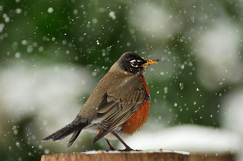 Robin in Falling Snow ~ Robin picture from Cortes Island Canada.